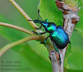 Byctiscus_populi_hz2878