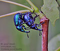 Byctiscus_populi_hz2882