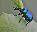Byctiscus_populi_hz2886
