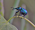Byctiscus_populi_hz2889