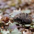 Byrrhus_fasciatus_ag9993