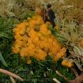 Byssonectria_fusispora_aj7743