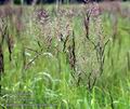 Calamagrostis_canescens_a20