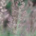 Calamagrostis_epigeios_af3931