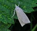 Calamotropha_paludella_hz4246
