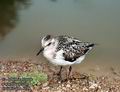 Calidris_alba