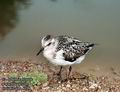 Calidris_alba