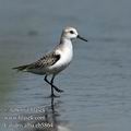 Calidris_alba_eb5864