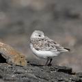 Calidris_alba_fg4806