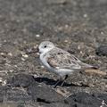 Calidris_alba_fg4843