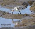 Calidris_alba_ka9626