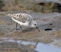 Calidris_alba_ka9662