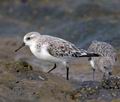 Calidris_alba_ka9703