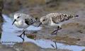 Calidris_alba_ka9711