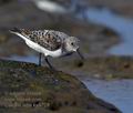 Calidris_alba_ka9728