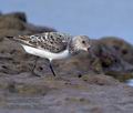 Calidris_alba_ka9739