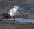 Calidris_alba_ka9754