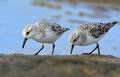 Calidris_alba_ka9764