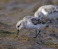 Calidris_alba_ka9769