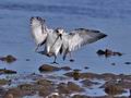 Calidris_alba_pb058570