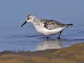 Calidris_alba_pb058594