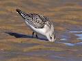 Calidris_alba_pb058820