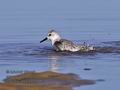 Calidris_alba_pb058823