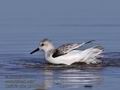 Calidris_alba_pb058828