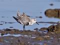 Calidris_alba_pb058868