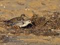 Calidris_alba_pb070555