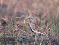 Calidris_alpina