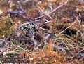 Calidris_alpina