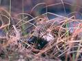 Calidris_alpina