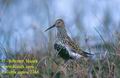 Calidris_alpina