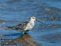 Calidris_alpina