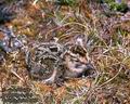 Calidris_alpina