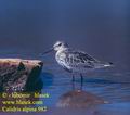 Calidris_alpina