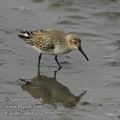 Calidris_alpina_ea2056