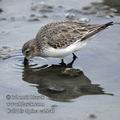 Calidris_alpina_ea2241