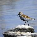 Calidris_alpina_ee4924