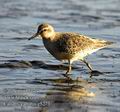 Calidris_canutus_e5273