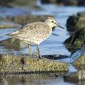 Calidris_canutus_e5338