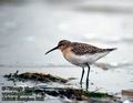 Calidris_ferruginea