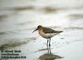 Calidris_ferruginea