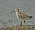 Calidris_ferruginea_ad5265