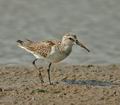 Calidris_ferruginea_ad5269