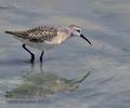 Calidris_ferruginea_rb2615