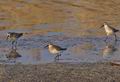 Calidris_ferruginea_rb2890