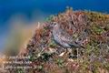 Calidris_maritima 2169