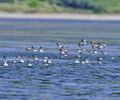 Calidris_minuta_fe2198